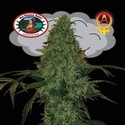 Critical Mass Samonakvétací (Big Buddha Seeds) feminizovaná
