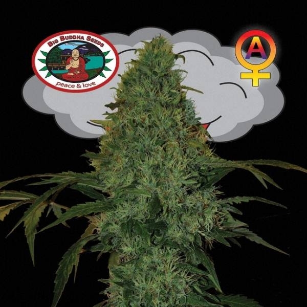 Critical Mass Samonakvétací (Big Buddha Seeds) feminizovaná