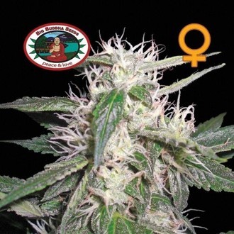 Cheese Dawg (Big Buddha Seeds) feminizovan&eacute;