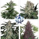 Assorted Auto (Buddha Seeds) feminizovaná