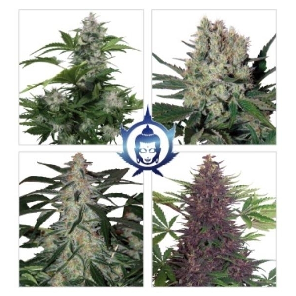 Assorted Auto (Buddha Seeds) feminizovaná