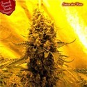 Sativa Des Rois (French Touch Seeds) feminizovaná
