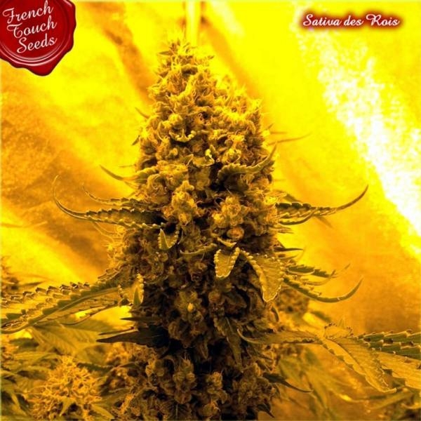 Sativa Des Rois (French Touch Seeds) feminizovaná