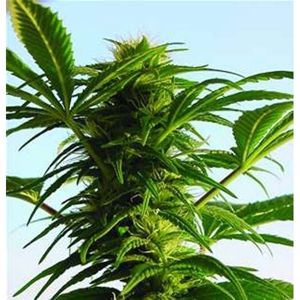 Mega Power Plant (Spliff Seeds) feminizovaná