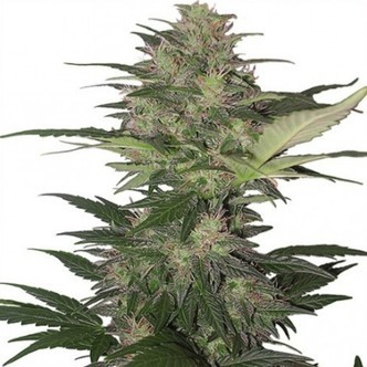 Red Dwarf Auto (Buddha Seeds) feminizovan&aacute;