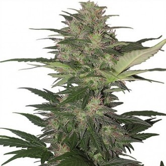 Red Dwarf Auto (Buddha Seeds) feminizovan&aacute;