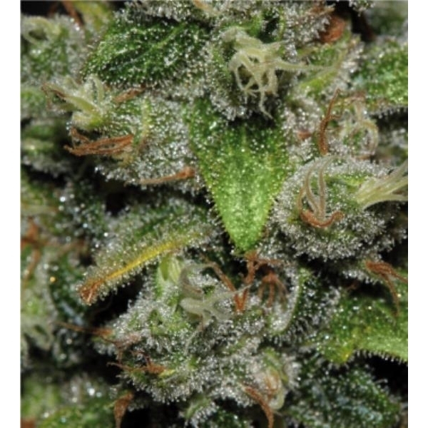 Red Dwarf Auto (Buddha Seeds) feminizovaná