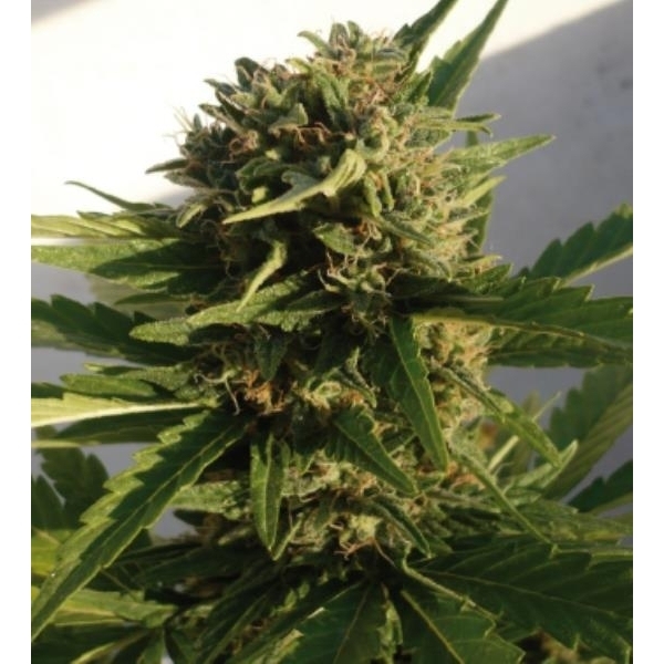 Red Dwarf Auto (Buddha Seeds) feminizovaná
