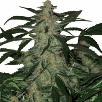 Deimos Auto (Buddha Seeds) feminizovan&aacute;