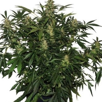 Deimos Auto (Buddha Seeds) feminizovaná