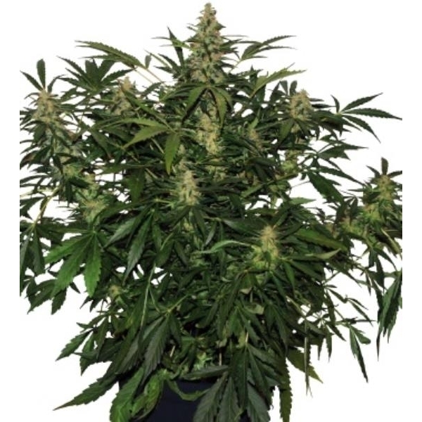 Deimos Auto (Buddha Seeds) feminizovaná