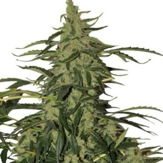 Deimos Auto (Buddha Seeds) feminizovaná