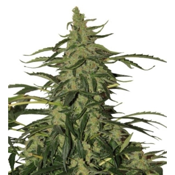 Deimos Auto (Buddha Seeds) feminizovaná
