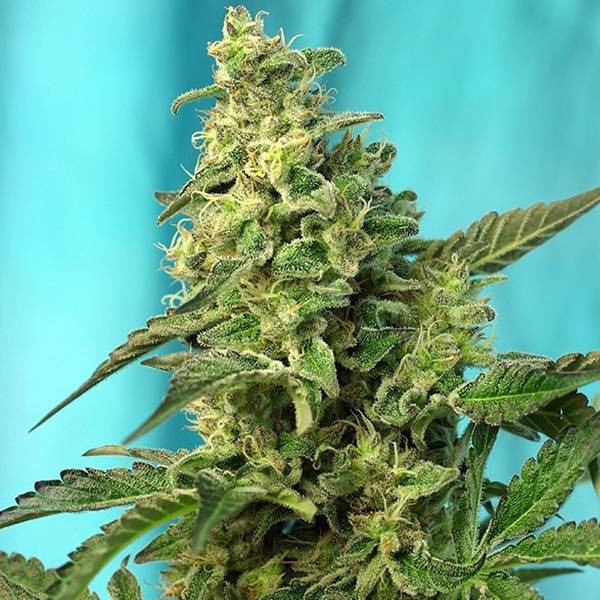 Green Poison - F1 Fast Version (Sweet Seeds) feminizovaná