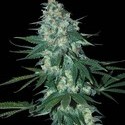 El Alquimista (Samsara Seeds) feminizovaná