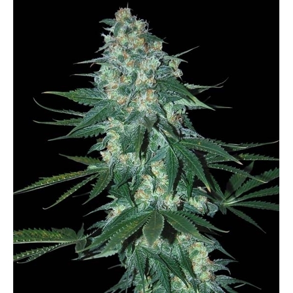 El Alquimista (Samsara Seeds) feminizovaná