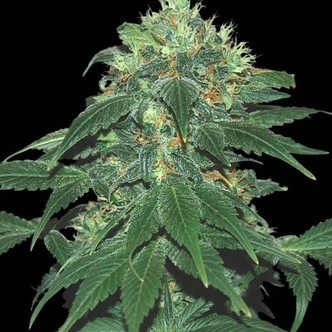 Punky Lion (Samsara Seeds) feminizovan&aacute;