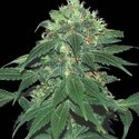 Punky Lion (Samsara Seeds) feminizovaná