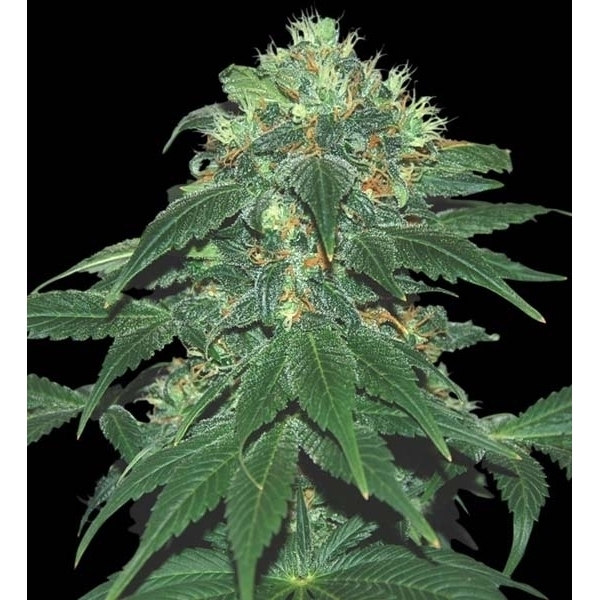 Punky Lion (Samsara Seeds) feminizovaná