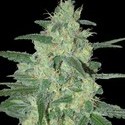 Holy Grail 69 (Samsara Seeds) feminizovaná