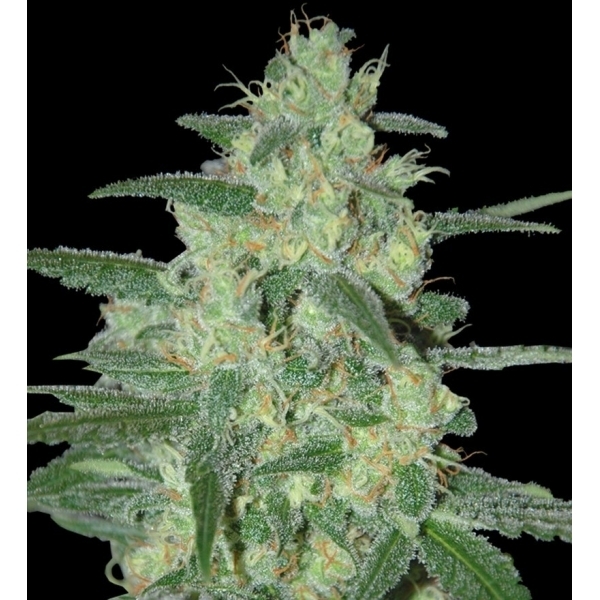Holy Grail 69 (Samsara Seeds) feminizovaná