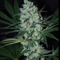 Green Love Potion (Samsara Seeds) feminizovaná