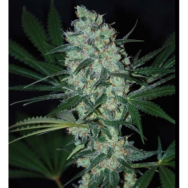 Green Love Potion (Samsara Seeds) feminizovaná