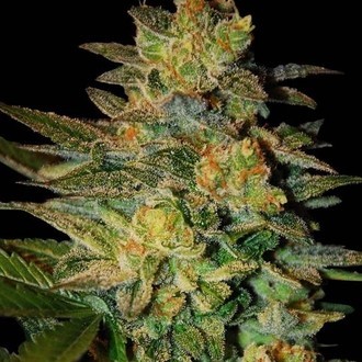 Spiritual Punk (Samsara Seeds) feminizovan&aacute;