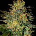 Spiritual Punk (Samsara Seeds) feminizovaná