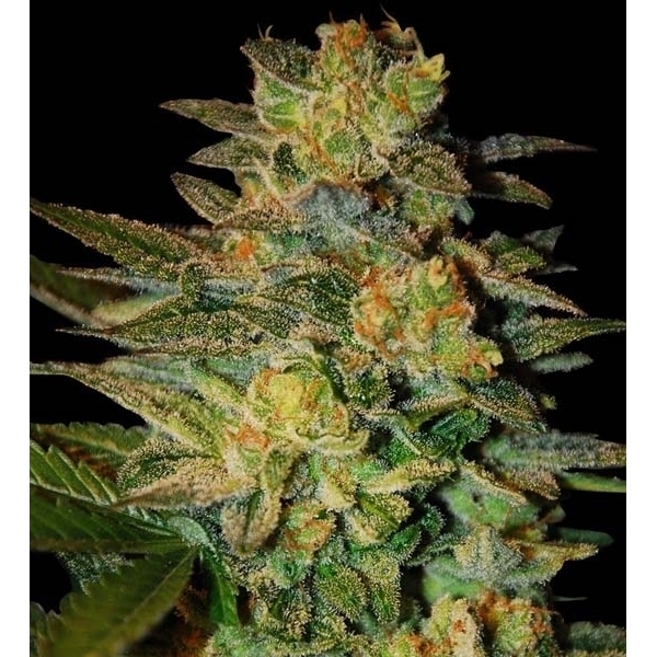 Spiritual Punk (Samsara Seeds) feminizovaná
