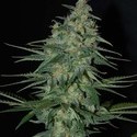 Sweet Black Angel (Samsara Seeds) feminizovaná