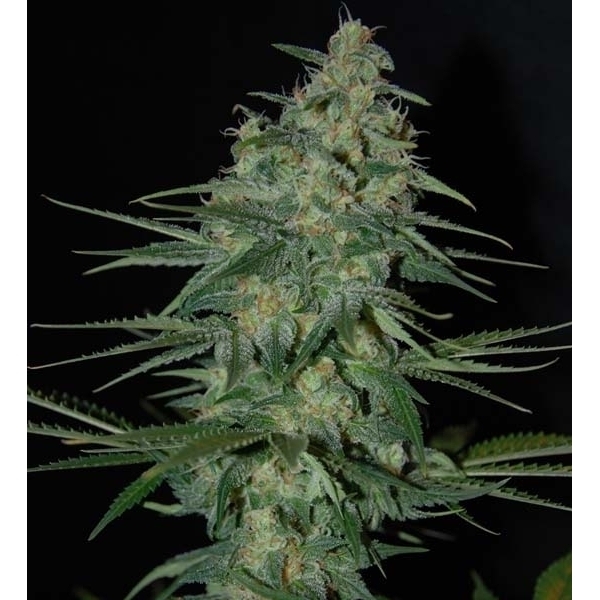 Sweet Black Angel (Samsara Seeds) feminizovaná