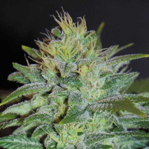 Sweet Black Angel (Samsara Seeds) feminizovaná