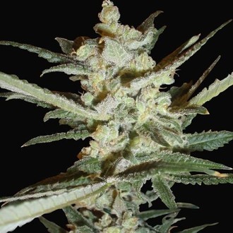 Supersonic Cristal Storm Samonakv&eacute;tac&iacute; (Samsara Seeds) feminizovan&aacute;