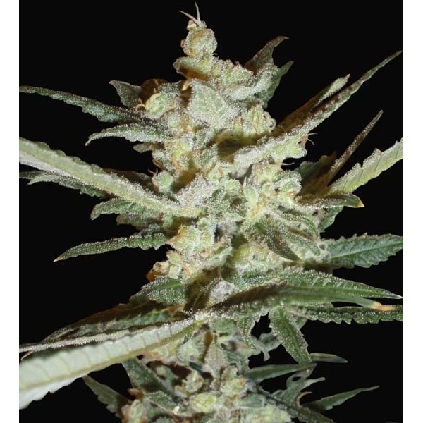 Supersonic Cristal Storm Samonakvétací (Samsara Seeds) feminizovaná