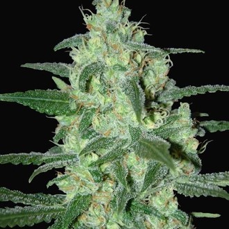Thunder Bloody Mary Samonakv&eacute;tac&iacute; (Samsara Seeds) feminizovan&aacute;