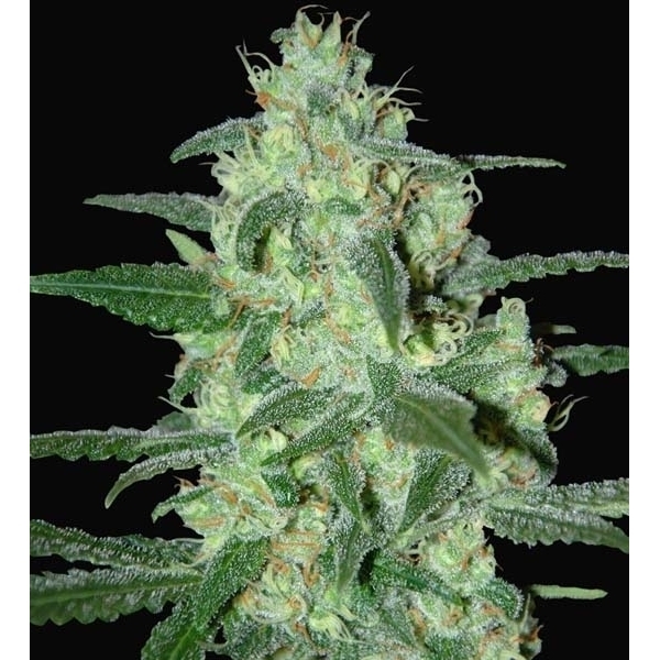 Thunder Bloody Mary Samonakvétací (Samsara Seeds) feminizovaná