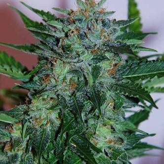 Flash Babylon Samonakv&eacute;tac&iacute; (Samsara Seeds) feminizovan&aacute;