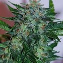 Flash Babylon Samonakvétací (Samsara Seeds) feminizovaná