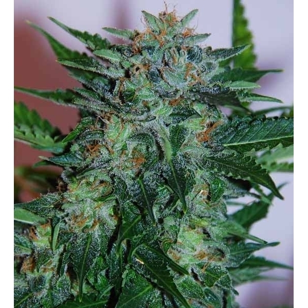 Flash Babylon Samonakvétací (Samsara Seeds) feminizovaná