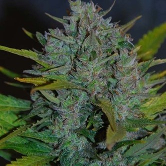 Ultraviolet Samonakv&eacute;tac&iacute; (Samsara Seeds) feminizovan&aacute;