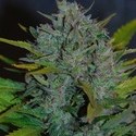 Ultraviolet Samonakvétací (Samsara Seeds) feminizovaná