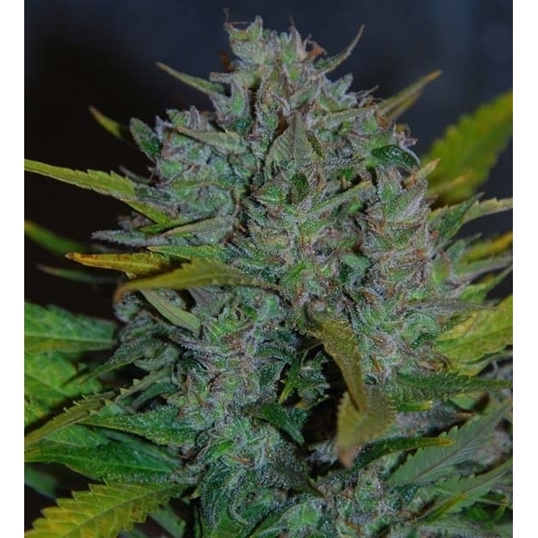 Ultraviolet Samonakvétací (Samsara Seeds) feminizovaná