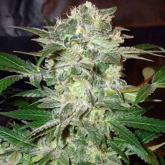 Mazar Kush (World Of Seeds) feminizovan&aacute;