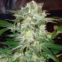 Mazar Kush (World Of Seeds) feminizovaná