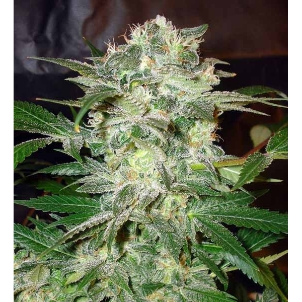Mazar Kush (World Of Seeds) feminizovaná