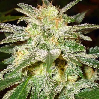 New York 47 (World Of Seeds) feminizovan&aacute;