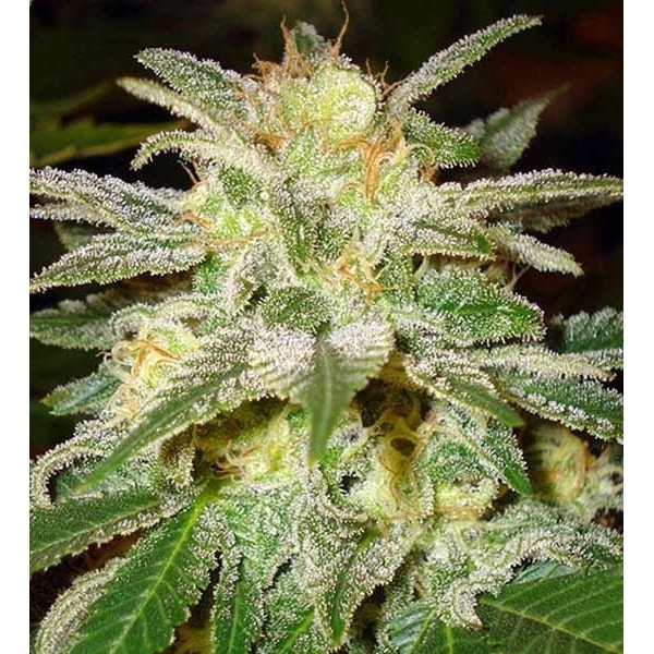 New York 47 (World Of Seeds) feminizovaná