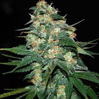 Skunk 47 (World Of Seeds) feminizovan&aacute;