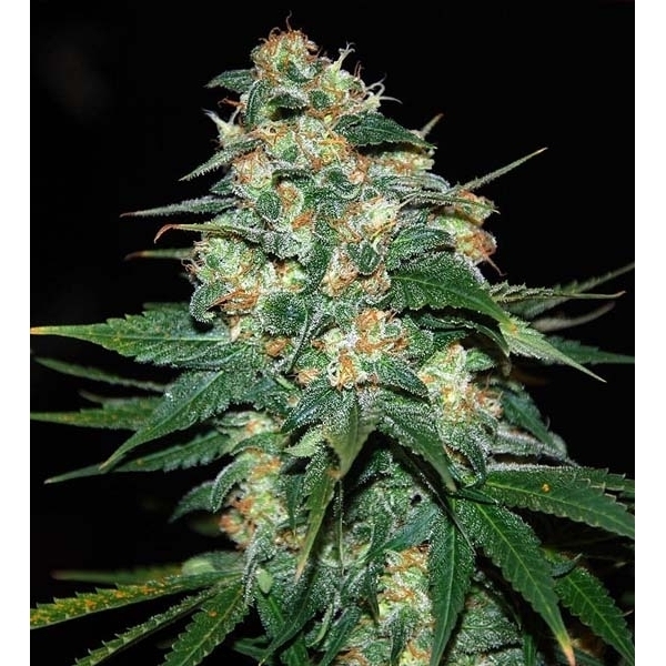 Skunk 47 (World Of Seeds) feminizovaná